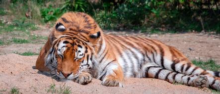 Tiger Big Cat Majestic