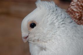 Pigeon Animal Bird