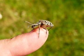 Animals Invertebrates Insect At
