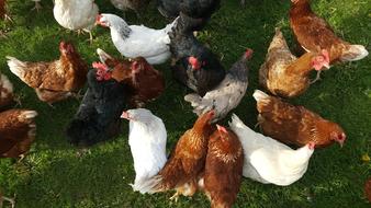 Bird Poultry Nature