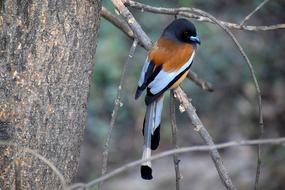 Wildlife Bird Nature