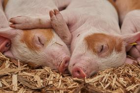 Piglet Sleep Pig