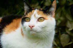Cat Lucky Close Up