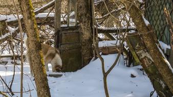 Dog Forage Snow Exclusion