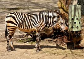 Zebra Wild Animal Zoo