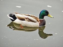 Bird Mallard duck in lake