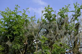 Ermine Bud Moths Track