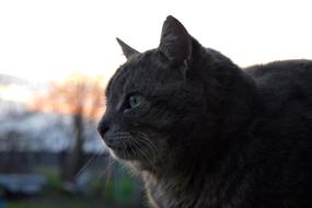 Cat Portrait Pet