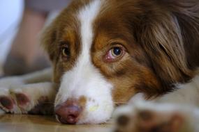 tired sweet dog