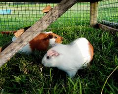 Guinea Pig Mammal Animal