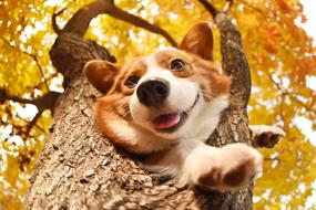 dog tree autumn macro