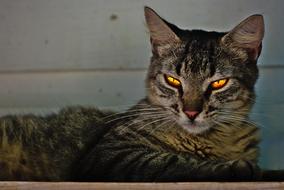 Cat Pet with bright eyes
