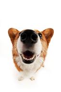 dog face white background