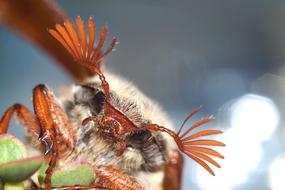 Insect May Spring