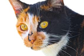 cat eyes color