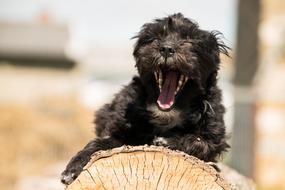 Cute dog yawning