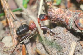 Insect Ant Macro