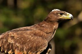 Brown Adler Raptor Bird Of Prey