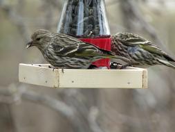 Bird Pine Siskin Wildlife