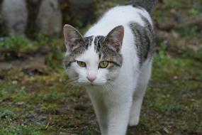 Stray Kitten portrait
