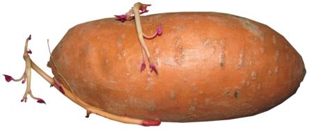 delicious potatoes with sprouted roots