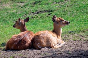 Roe Deer Fawn Lying Young