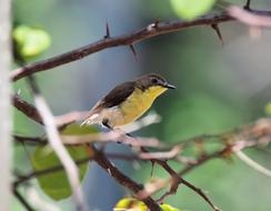 Small Cute Bird on branch closeup photo