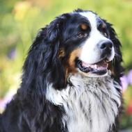Dog Bernese Shepherd
