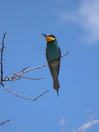 Bee-Eater Abellerol Merops