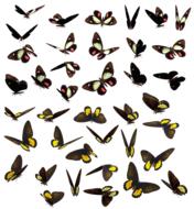 butterfly butterflies swarm insect