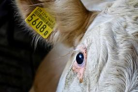 Cow Head Eye