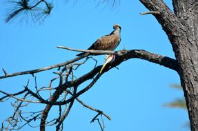 Bird Nature Wildlife