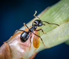 Insect