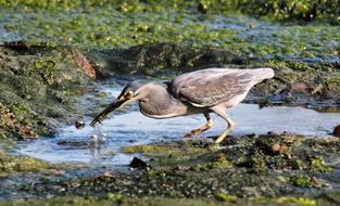 Bird Heron Hunting