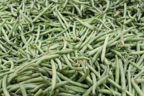 fresh pea crop