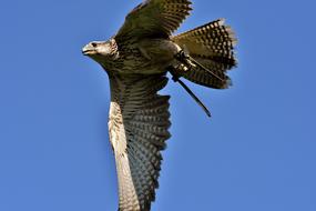 bird in flight against the blue sky