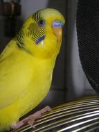 Parrot Bird Birds