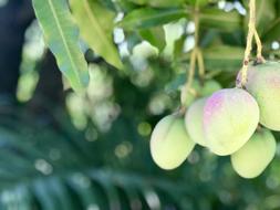 ripe garden fruits on a branch