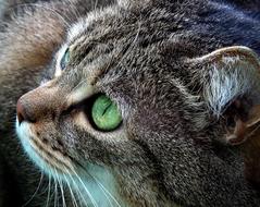 Cat Kitten Gray
