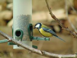 Coal Tit Bird Feeder