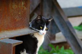 Cat Animal