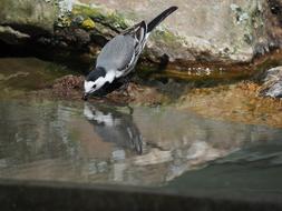 Bird Water Nature