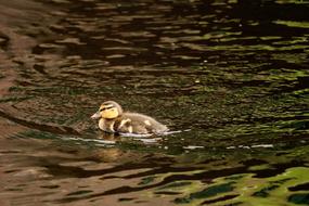 Ducky Young Feather