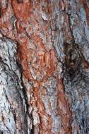 Bark Tree Texture