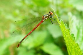 Insect Nature Dragonflies
