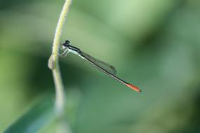 Dragonfly Macro Insect