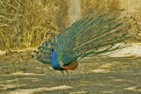 a beautiful peacock with a fluffy tail.