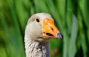 Goose Poultry Bird
