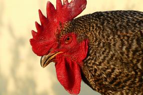 Cock Economic Animal