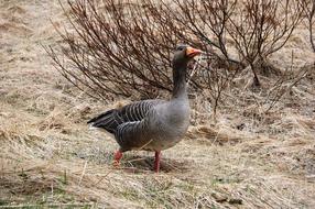 Iceland Wild Goose